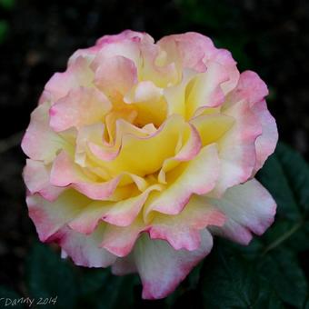 Rosa 'Aquarell'