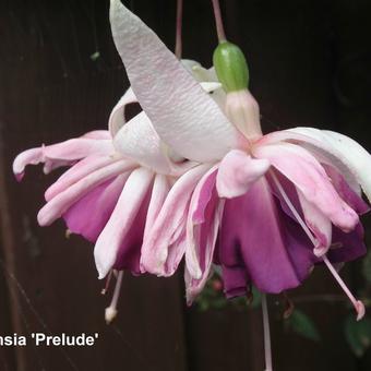 Fuchsia 'Prelude'