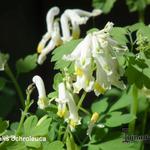 Geelwitte Helmbloem - Corydalis ochroleuca