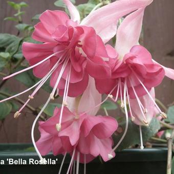 Fuchsia 'BELLA Rosella'