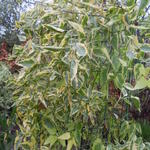 Solanum jasminoides 'Variegata' - Klimmende Nachtschade