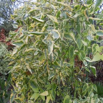 Solanum jasminoides 'Variegata'