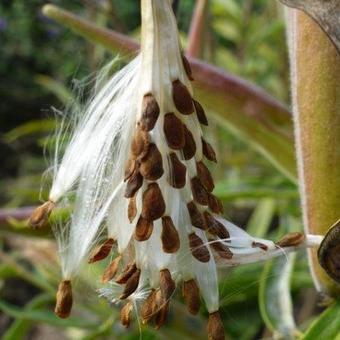 negeren Toegepast Tolk Zijdeplant - Asclepias tuberosa | Planten online kopen