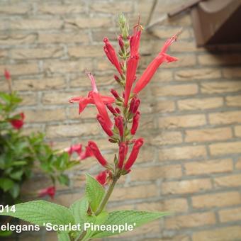 Salvia elegans 'Scarlet Pineapple'