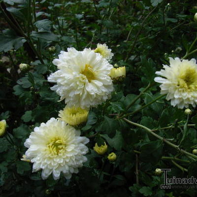 Chrysant - Chrysanthemum indicum 'Poesie'