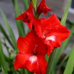 Gladiolus x hortulanus 'Traderhorn' - Gladiool