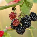 Rubus fruticosus 'Black Satin' - Braambes