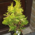 Thuja occidentalis ‘Jantar’ - Levensboom