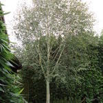Betula utilis 'Doorenbos' - Zilverberk, witte berk, Jacquemontiberk, Himalaya berk