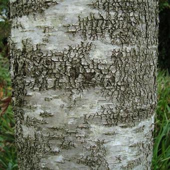 Betula pendula 'Laciniata'