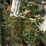 Solanum sisymbriifolium - Wilde tomaat, Litchitomaat