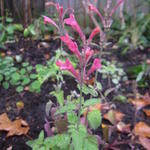 Agastache 'Raspberry SUMMER' - Dropplant