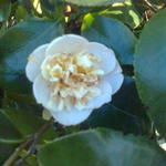 Camellia japonica 'Romiti' - Camelia