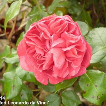 Rosa 'Red Leonardo da Vinci'