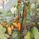 Solanum melongena var. esculentum 'Striped Toga' - Aubergine