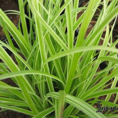 Zegge - Carex 'Silver Sceptre'