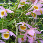 Dendrobium loddigesii - Orchidee, miniatuurorchidee