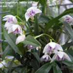 Dendrobium kingianum 'White and Pink' - Orchidee, rotsorchidee