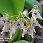 Bulbophyllum guttulatum - Orchidee