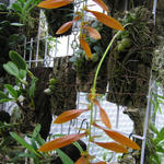Bulbophyllum kanburiense - Orchidee
