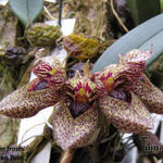 Bulbophyllum frostii - Orchidee