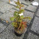 Cryptomeria japonica 'Pipo' - Japanse ceder