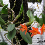 Cattleya cernua - Orchidee, miniatuurorchidee