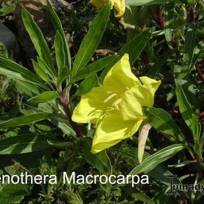 Teunisbloem - Oenothera macrocarpa
