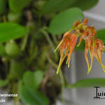 Bulbophyllum taiwanense - Orchidee, miniatuurorchidee