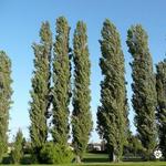 Populus nigra 'Italica' - Italiaanse populier - Populus nigra 'Italica'