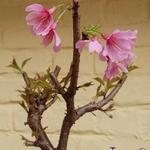Prunus incisa 'Paean' - Japanse sierkers