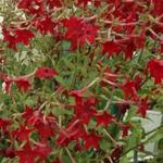 Nicotiana alata 'Perfume Red' - Siertabak