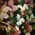 Helleborus x nigercors 'Candy Love'