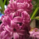 Hyacinthus orientalis 'Purple Sensation' - Hyacint