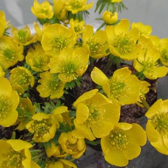 Eranthis  hyemalis