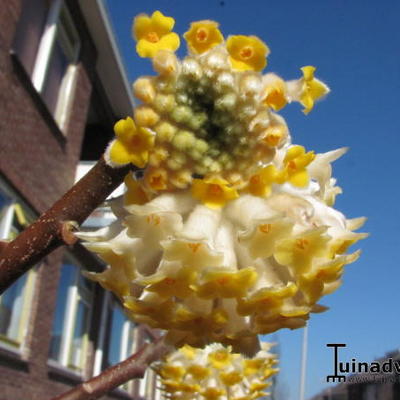 Papierstruik - Edgeworthia chrysantha