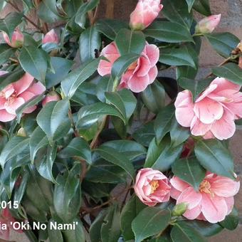 Camellia japonica 'Oki No Nami'