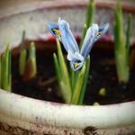 Iris reticulata 'Pixie' - Dwergiris