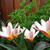 Tulipa 'Heart's Delight'