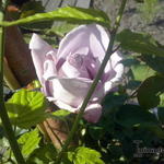 Rosa 'Indigoletta - Roos, klimroos