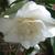 Camellia japonica 'Elegans Champagne'