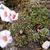 Saxifraga x megaseaeflora 'Ruzyne'