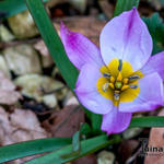 Tulipa humilis - Tulp, dwergtulp