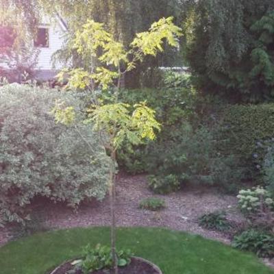 Zeepboom, Lampionboom, blaasjesboom - Koelreuteria paniculata