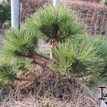 Pinus Nigra 'Nana' - Zwarte den