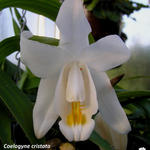 Coelogyne cristata - Orchidee