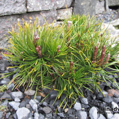 Bergpijnboom - Pinus mugo var. pumilio
