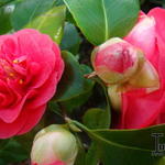 Camellia japonica 'Wildfire' - Camelia
