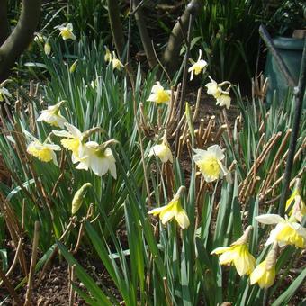 Narcis - Narcissus 'Ice Follies'