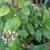 Viburnum tinus 'Gwenllian'